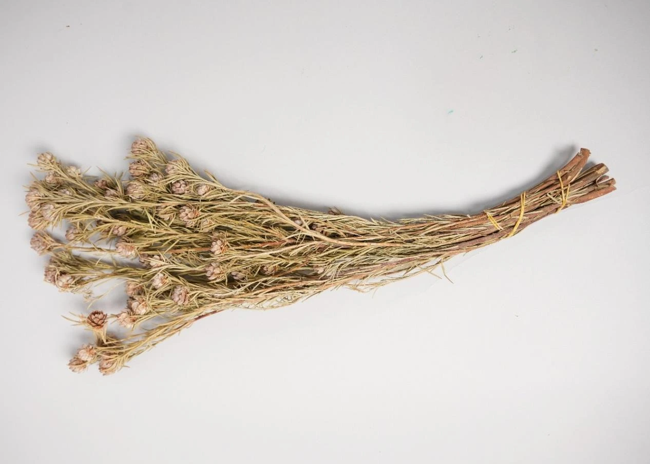 Real Dried Carnation Sticks 1x10